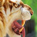 tiger teeth