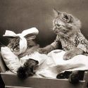 kitty-cat toothache